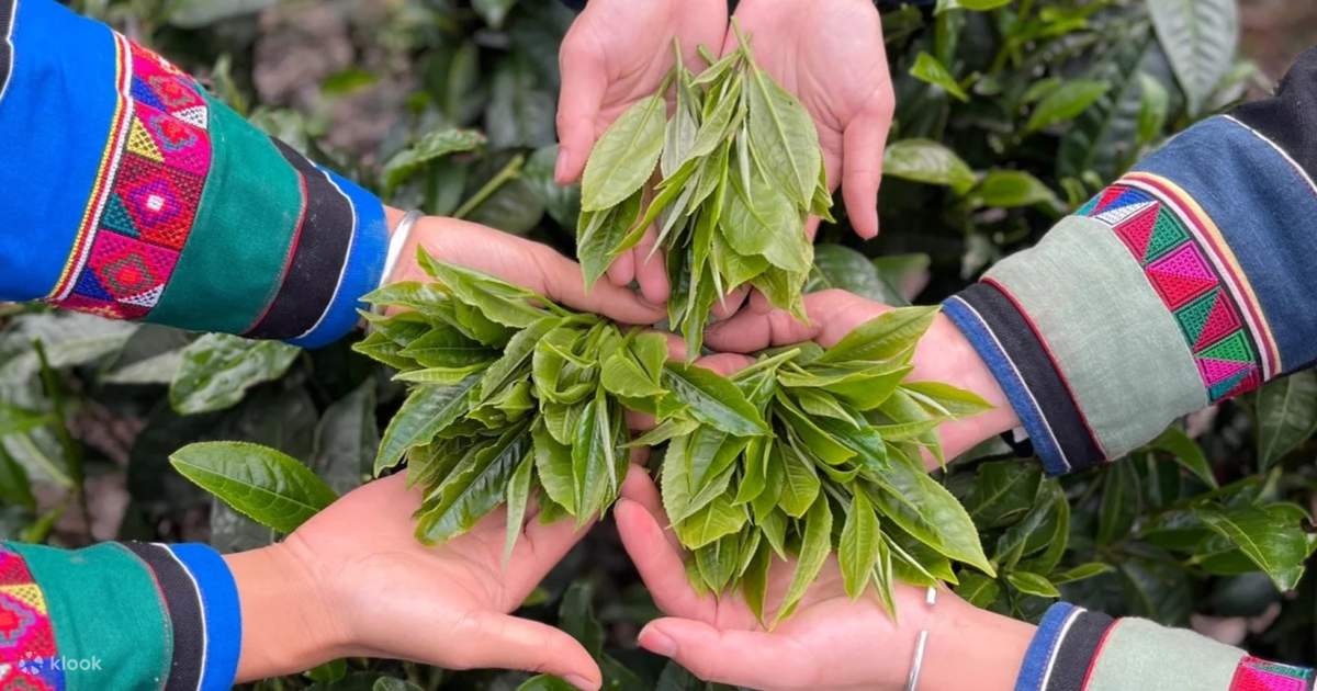 Xishuangbanna Tea Picking Dai Village Discovery Full Day Klook